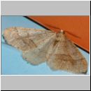 Agriopis marginaria - Frostspanner 01a.jpg